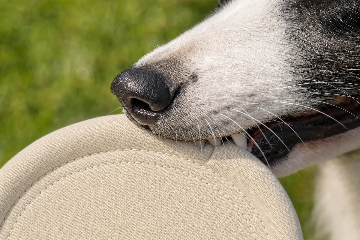 Dog biting a soft fabric frisbee, gentle on teeth