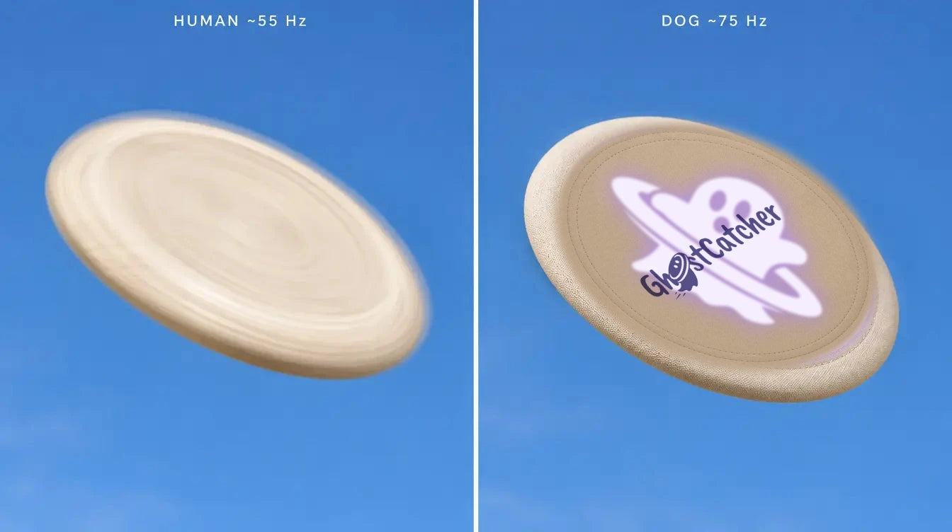 A spinning GHOSTCATCHER disc smeared into a smooth ring for a human versus frozen crisp with its UV ghost pattern visible for a dog